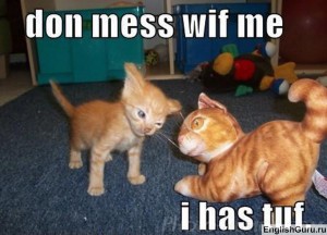 kitten-and-toy Смешная картинка на английском языке